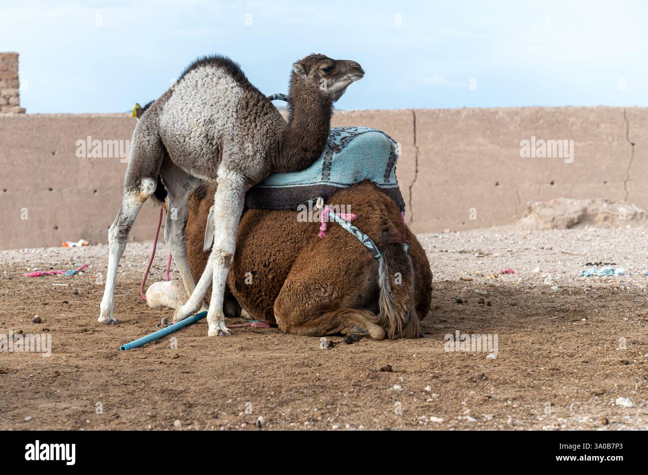 Il giovane cammello gioca in cima a un cammello adulto nel deserto di Agafay in Marocco sotto i cieli limpidi. Foto Stock