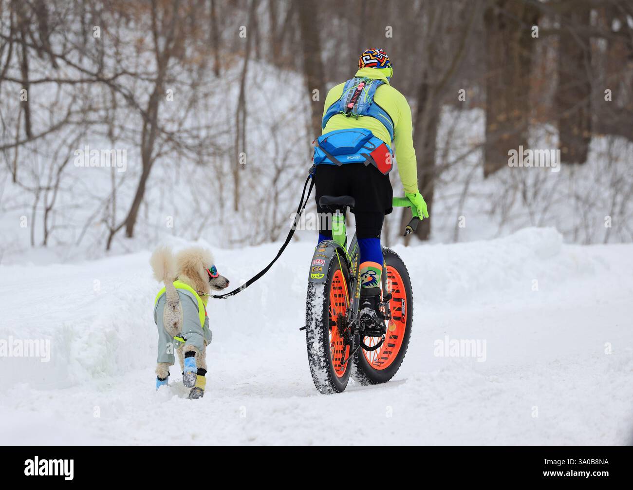 Amante delle FAT bike colorate che cammina con il suo cane nel Mont Royal Park in inverno, Montreal, Canada Foto Stock