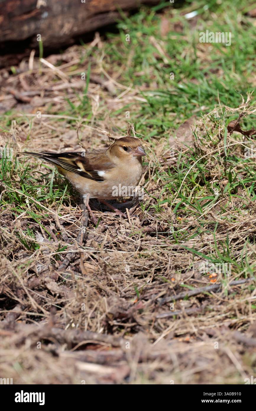 Coelebs Chaffinch Fringilla femminili, toppa bianca bianca color marrone piume invernale e barra alare linee marroni grigie più scure sulla corona e sul becco grigio nape Foto Stock