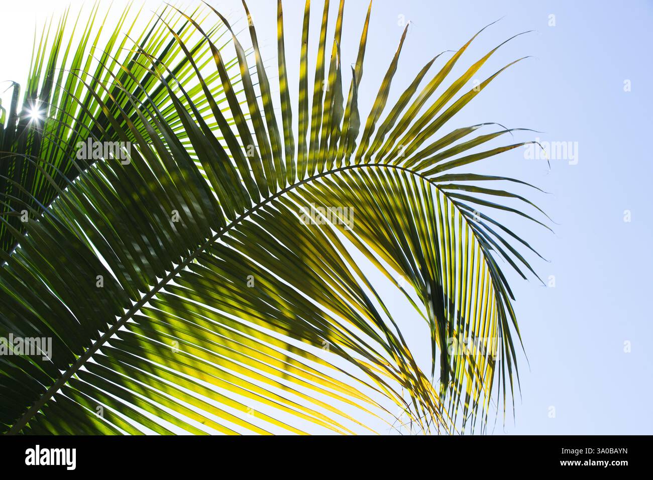 Una foglia di palma tropicale illuminata con grazia dalla luce del sole, adagiata su un cielo azzurro e limpido Foto Stock