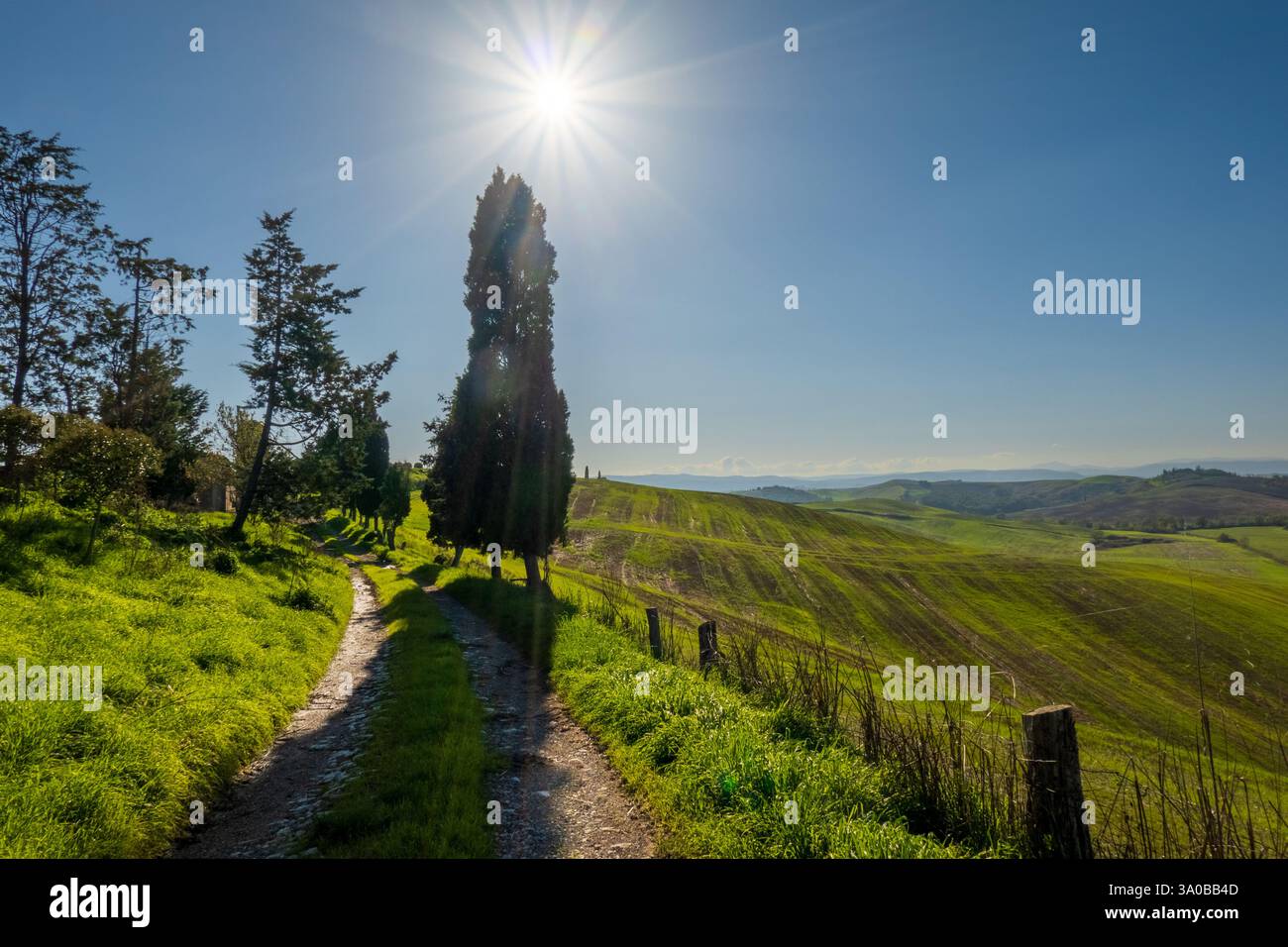 Sentiero di campagna fiancheggiato da alberi sotto il cielo soleggiato, circondato da verdi colline che suggeriscono tranquillità e bellezza naturale Foto Stock
