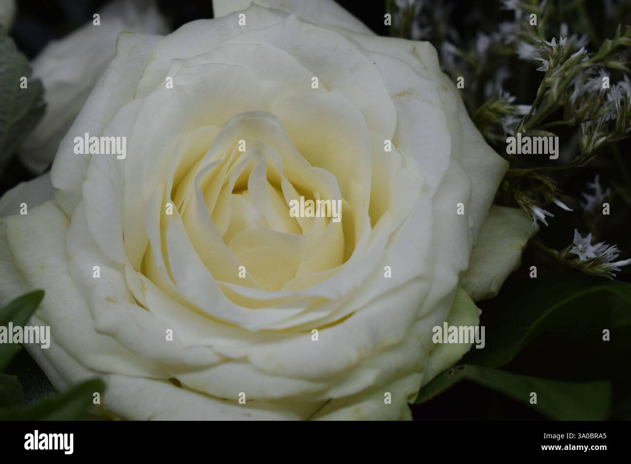 La delicata bellezza di una rosa bianca in piena fioritura, con i suoi intricati petali e le sfumature morbide e cremose. I petali di rosa sono sovrapposti ed esibiscono un Foto Stock