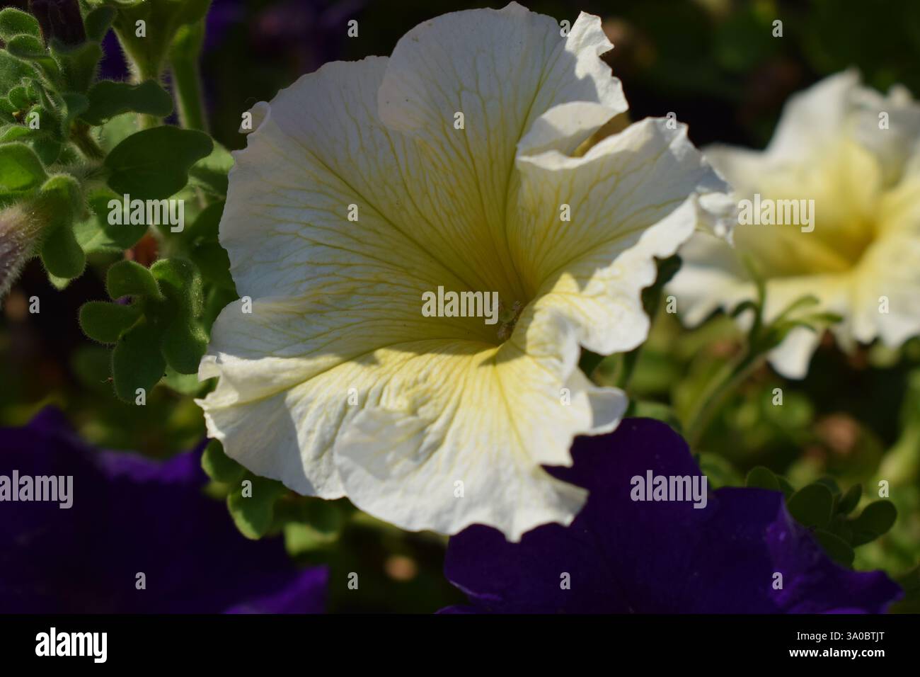 Un fiore bianco con ampi e morbidi petali, una petunia, circondata da foglie verdi. E' piantato in una pentola di legno ed e' in un ambiente esterno con visibile Foto Stock