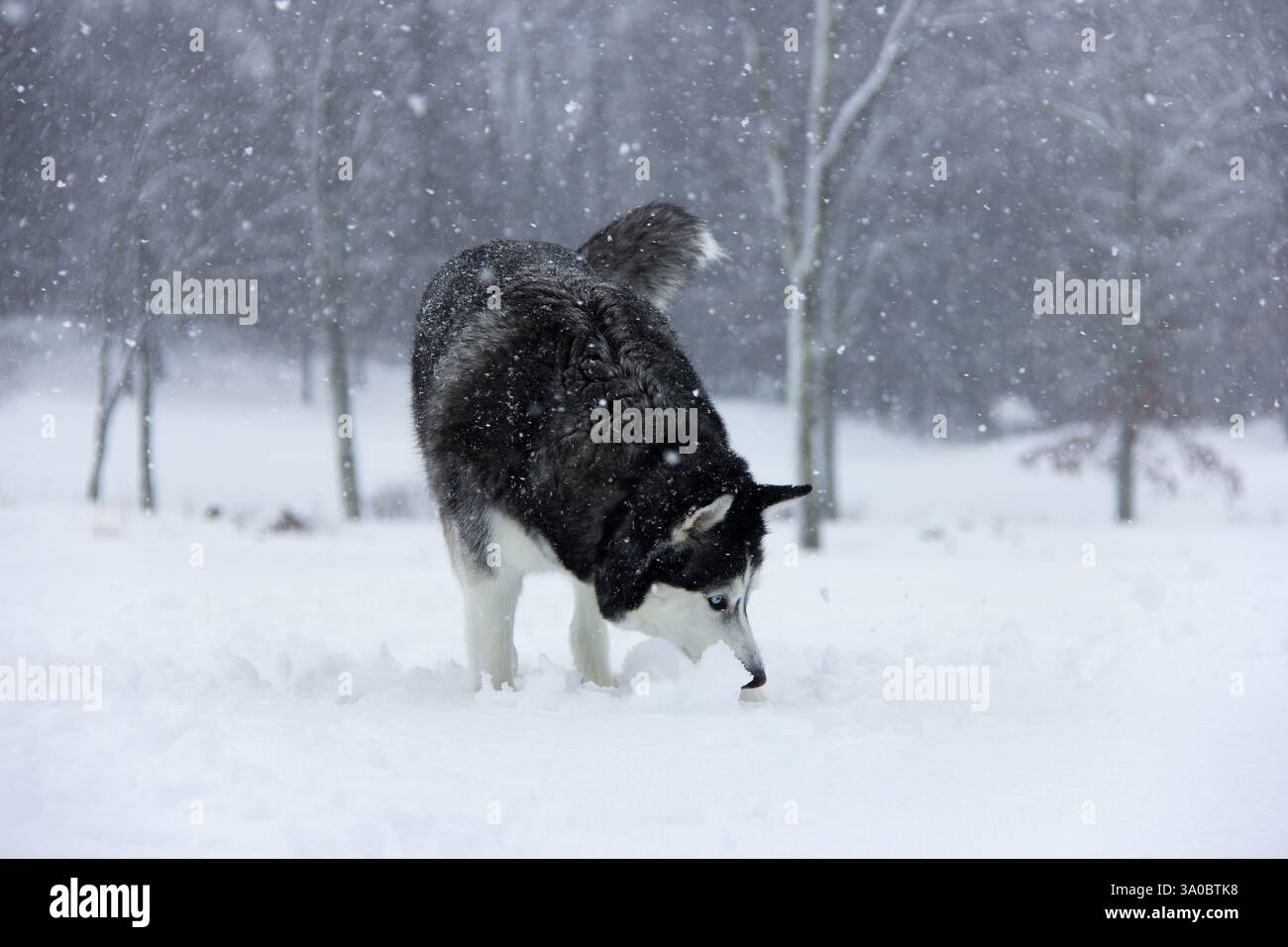 Snowy Serenity: Siberian Husky Godetevi l'abbraccio invernale - Gigapixel Foto Stock
