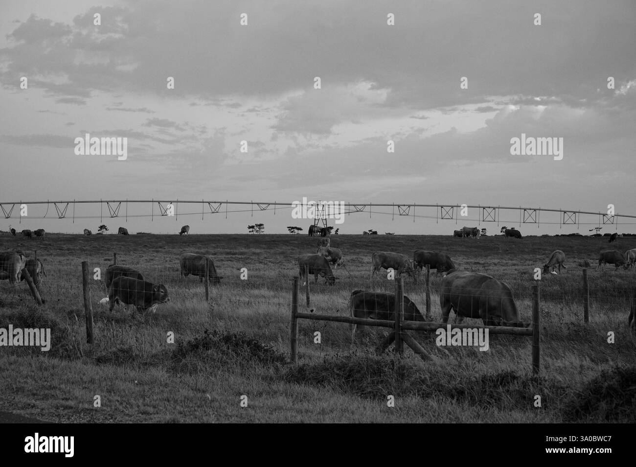 Vista in bianco e nero del bestiame che pascolano nel quartiere di Beja, sotto un cielo spettacolare Foto Stock