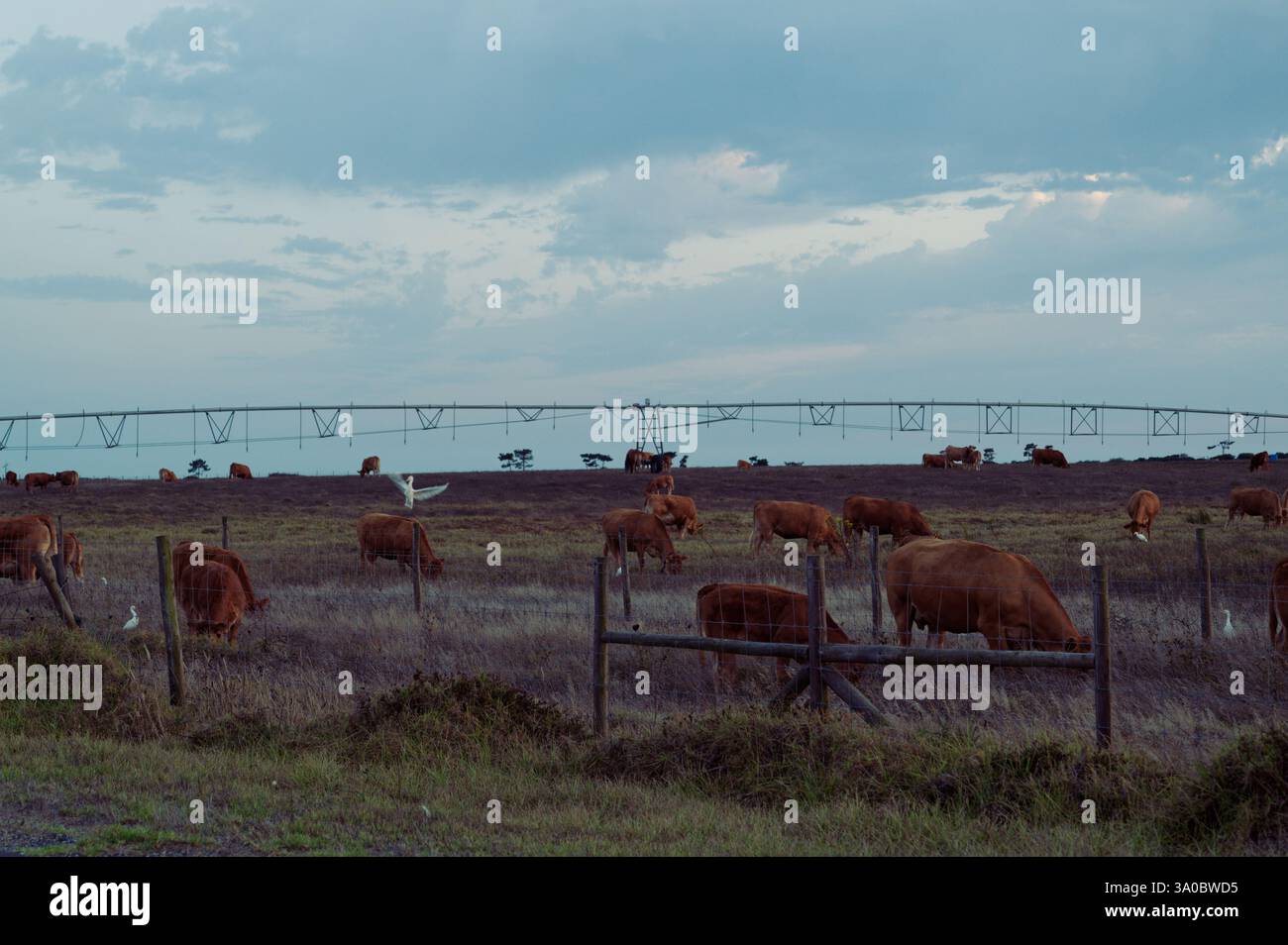 Pascolo di bestiame in una fattoria rurale nel distretto di Beja, sotto un cielo nuvoloso Foto Stock