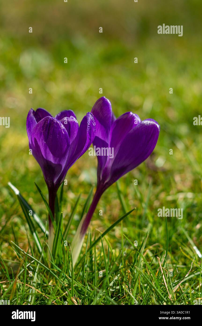 fiori di cocco di primavera viola nel prato verde verticale Foto Stock