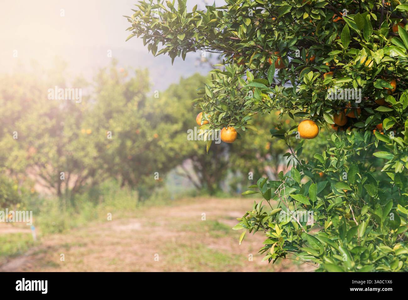 Arance tangerine mature e fresche appese al ramo, frutteto d'arancia. Mazzo di arance mature appese su un albero. Foto Stock