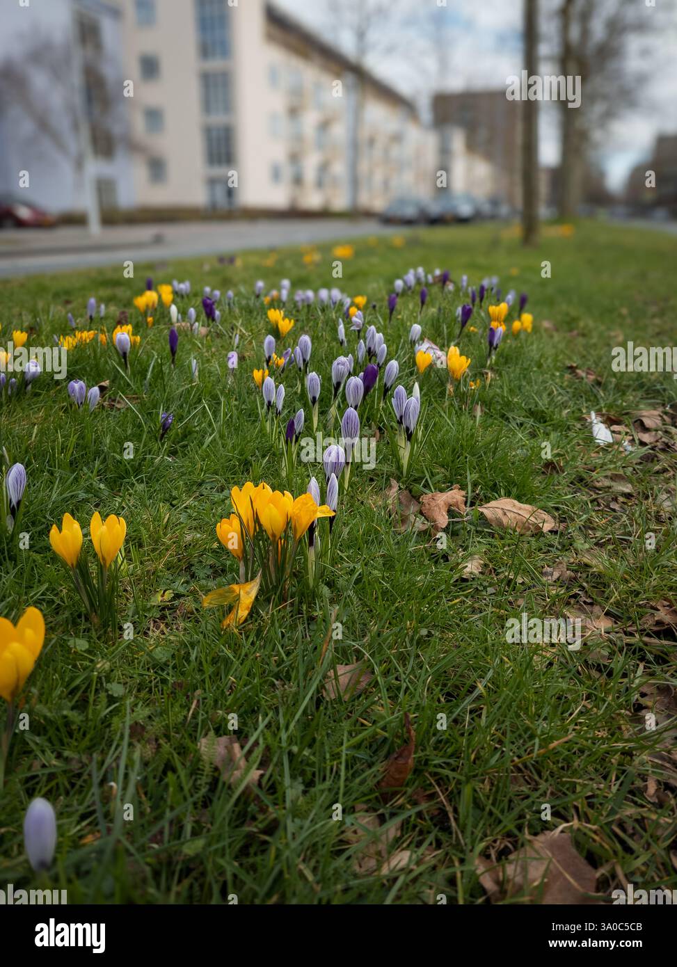 Fiori primaverili di Crocus nell'area urbana. Foto Stock