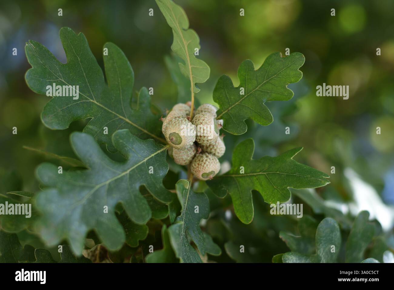 Ghiande precoci su un ramo di quercia con belle foglie Foto Stock