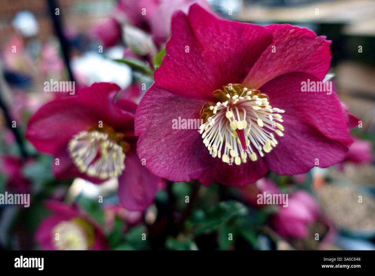 Helleborus HGC "Ice 'n' Roses" (Bennotta) Early Red Hellebore Flowers in esposizione in un giardino di campagna inglese, Lancashire, Inghilterra, Regno Unito Foto Stock