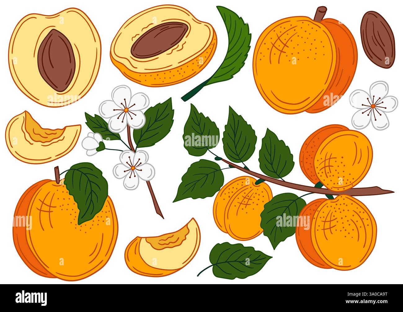 Albicocca. Set di illustrazioni a colori in stile disegno a mano. Design per cartoline, volantini, striscioni, decorazioni per le stanze. Icone, cartelli, adesivi, logo dei perni Illustrazione Vettoriale
