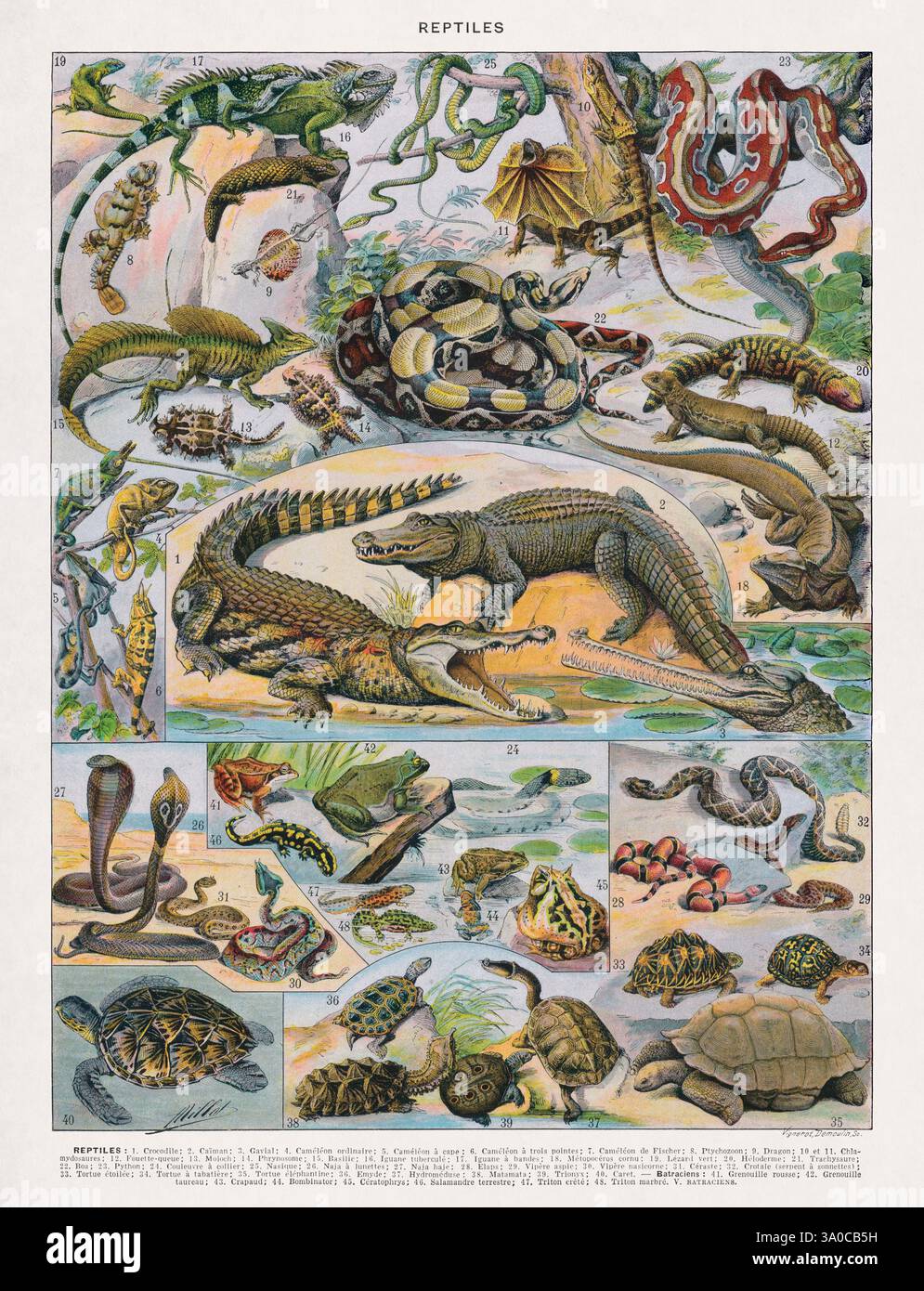 Vecchia illustrazione sull'erpetologia (lo studio degli anfibi e dei rettili) di Adolphe Philippe Millot stampata in un dizionario francese della fine del XIX secolo. Foto Stock