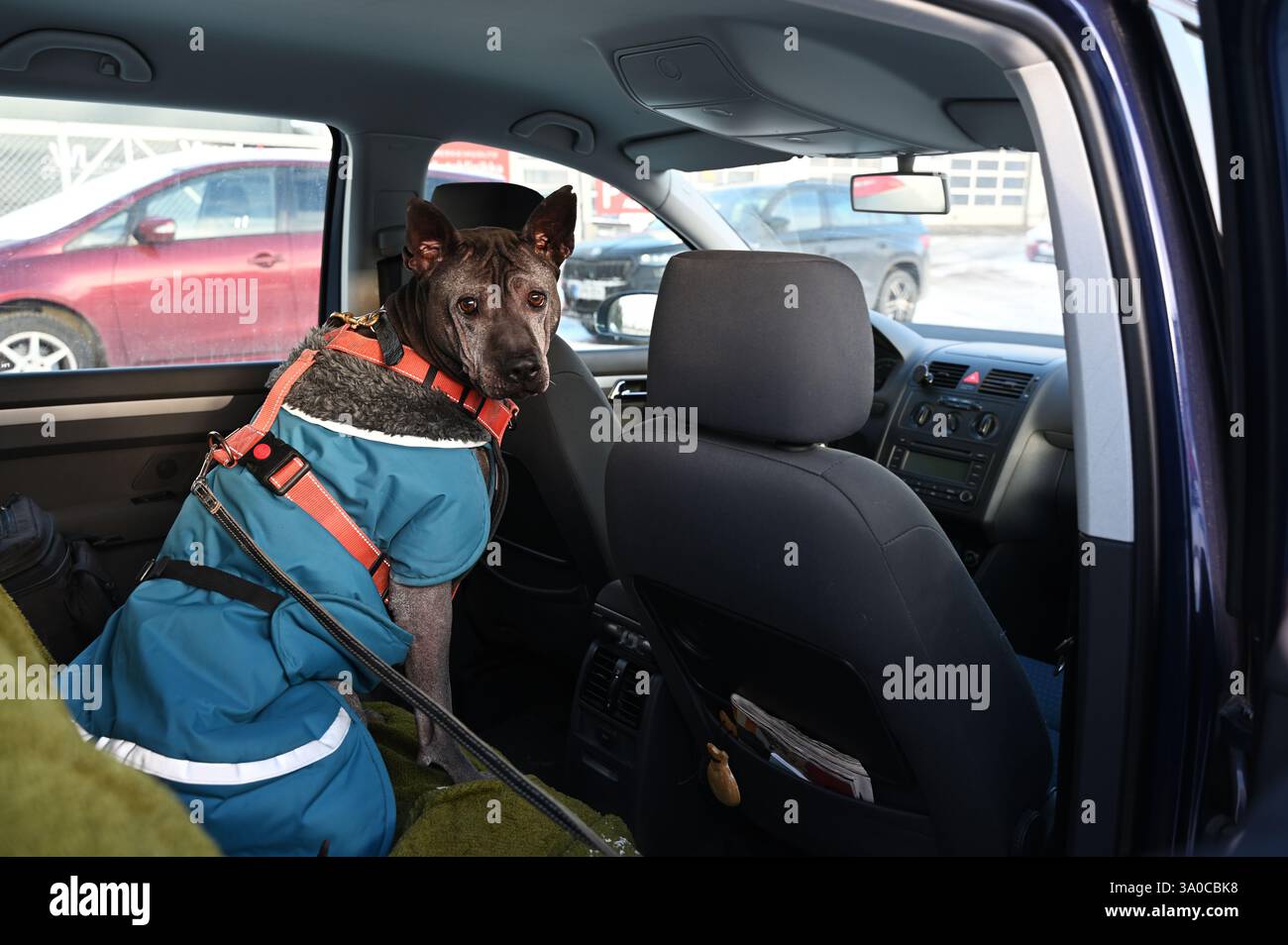 Un cane ben vestito, un cavaliere tailandese, siede sul sedile posteriore di un'auto, guardando attentamente la telecamera. Il cane indossa un cappotto invernale blu con un Foto Stock
