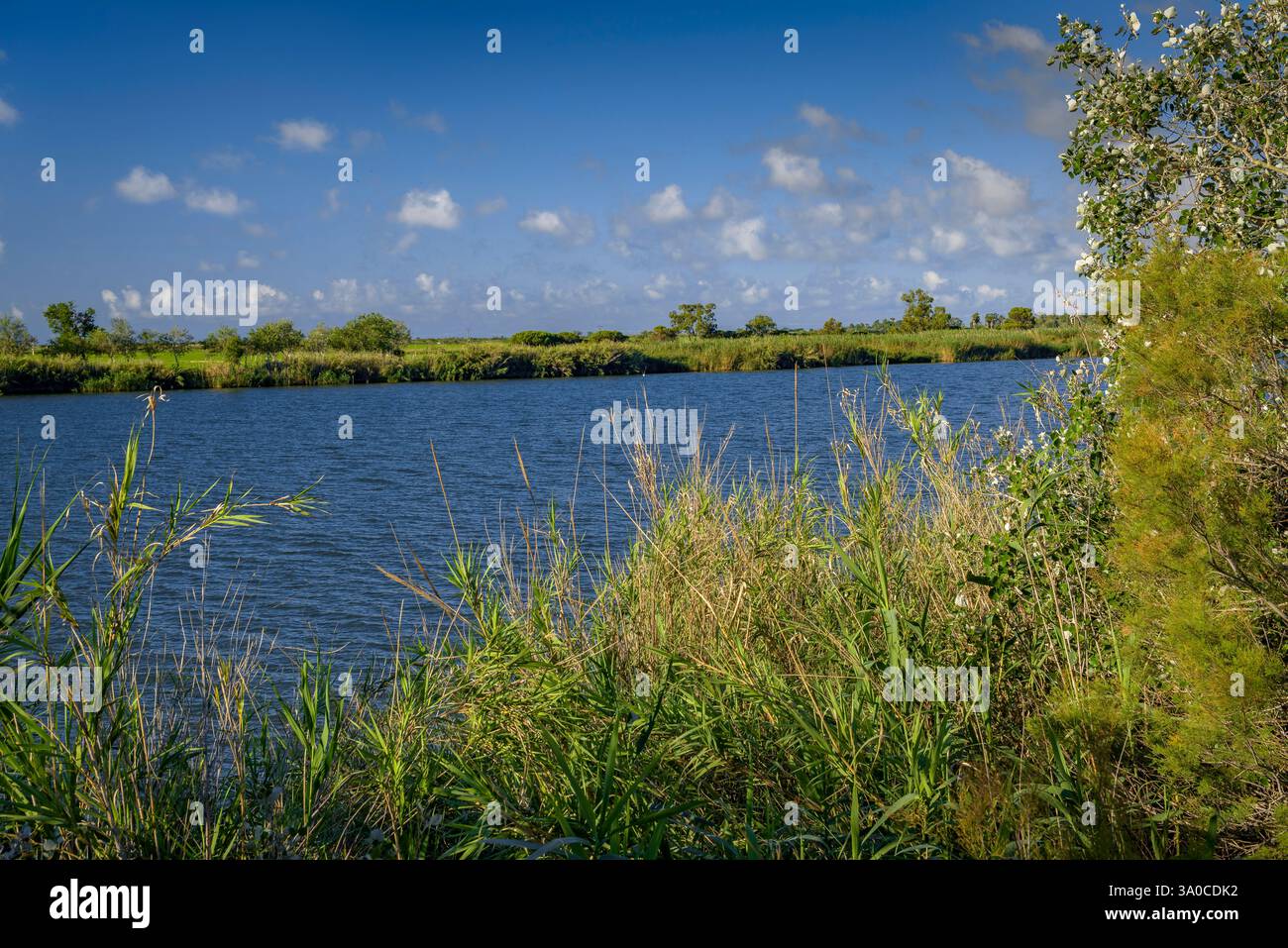 Vegetazione ripariale sulle rive del fiume Ebro, nella duna Muntell de les Verges, alla foce del fiume Ebro nel delta dell'Ebro (Spagna) Foto Stock