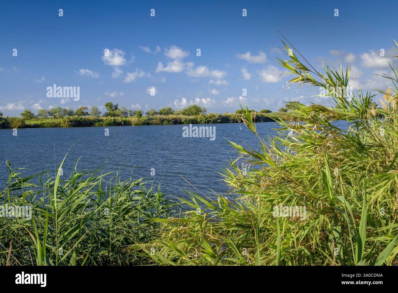 Vegetazione ripariale sulle rive del fiume Ebro, nella duna Muntell de les Verges, alla foce del fiume Ebro nel delta dell'Ebro (Spagna) Foto Stock