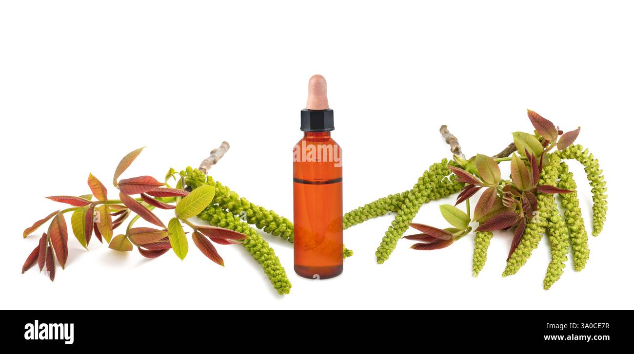 Ramo di noce con fiori maschi con bottiglia di essenza isolata su sfondo bianco Foto Stock