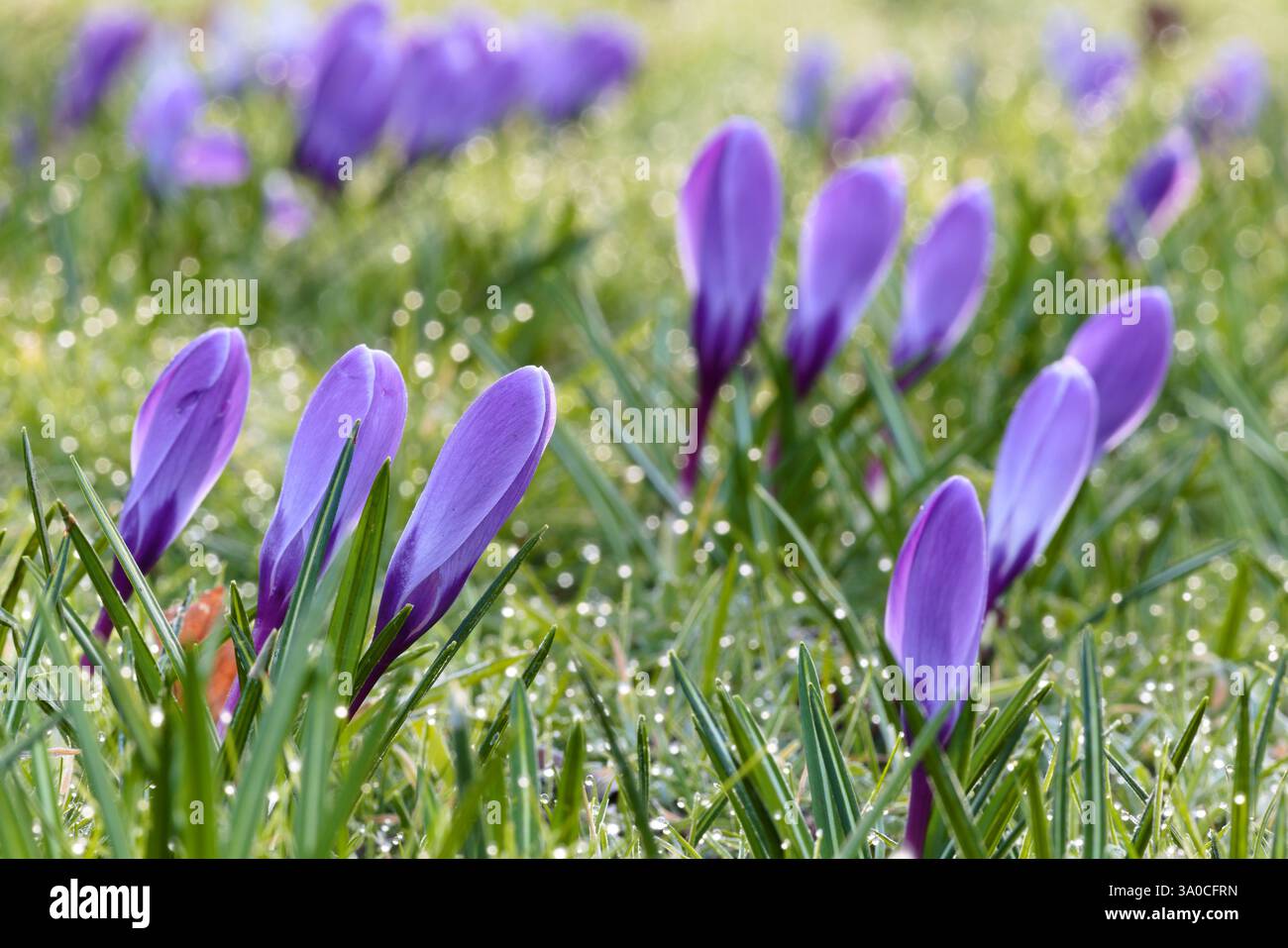 Si incrocia con il primo sole che scongela il gelo Foto Stock