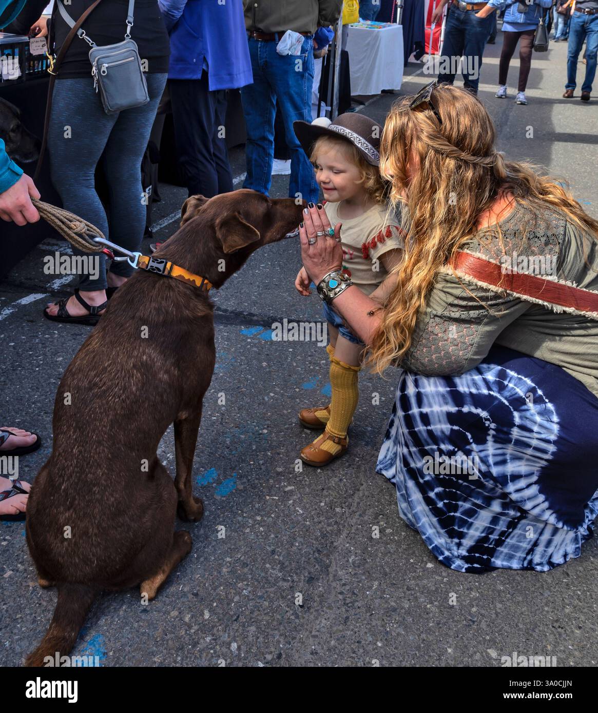 Animali da compagnia un cane , Anchorage, Alaska, Stati Uniti Foto Stock