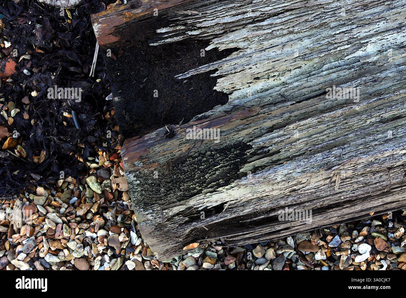 Un ceppo d'albero su una spiaggia di ghiaia. Il ceppo che si decompone verso l'interno, detriti neri che cadono. Corteccia rivestita o ruvida. Foto Stock
