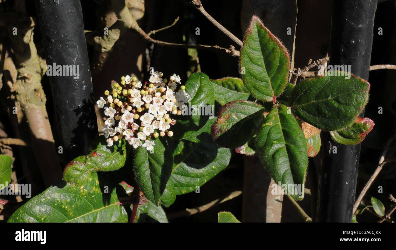 Tinus di Viburnum. Una pianta nota per il suo fogliame sempreverde e i grappoli di piccoli e profumati fiori bianchi che fioriscono dalla fine dell'inverno all'inizio della primavera. Foto Stock