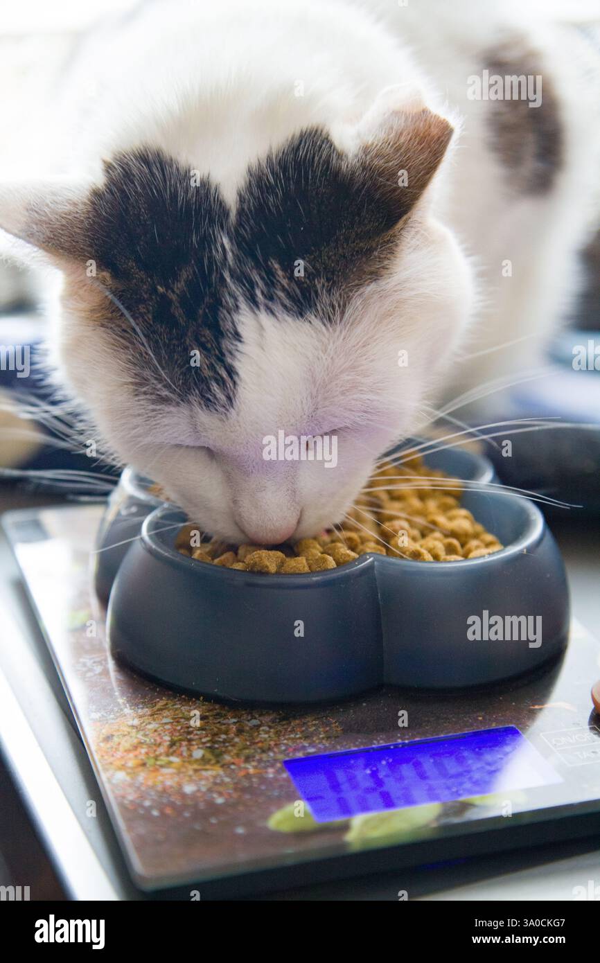 Un gatto bianco e nero che mangia cibo olistico secco da una ciotola per gatti, posizionata su bilance digitali Foto Stock