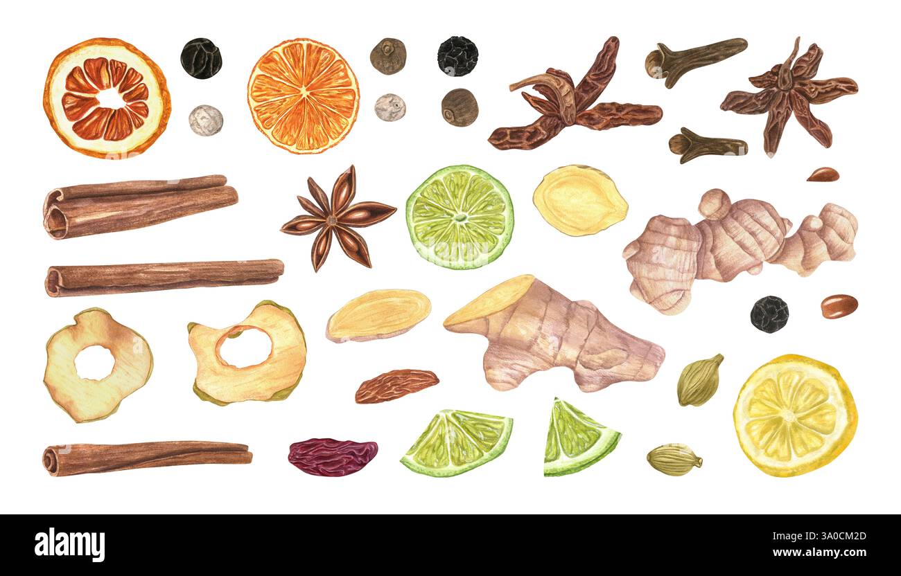Miscela di condimenti, spezie e fette di frutta secca imposta l'acquerello. Cannella, cardamon, anice stellato, chiodi di garofano, mais piccante, uvetta, zenzero, arancia Foto Stock
