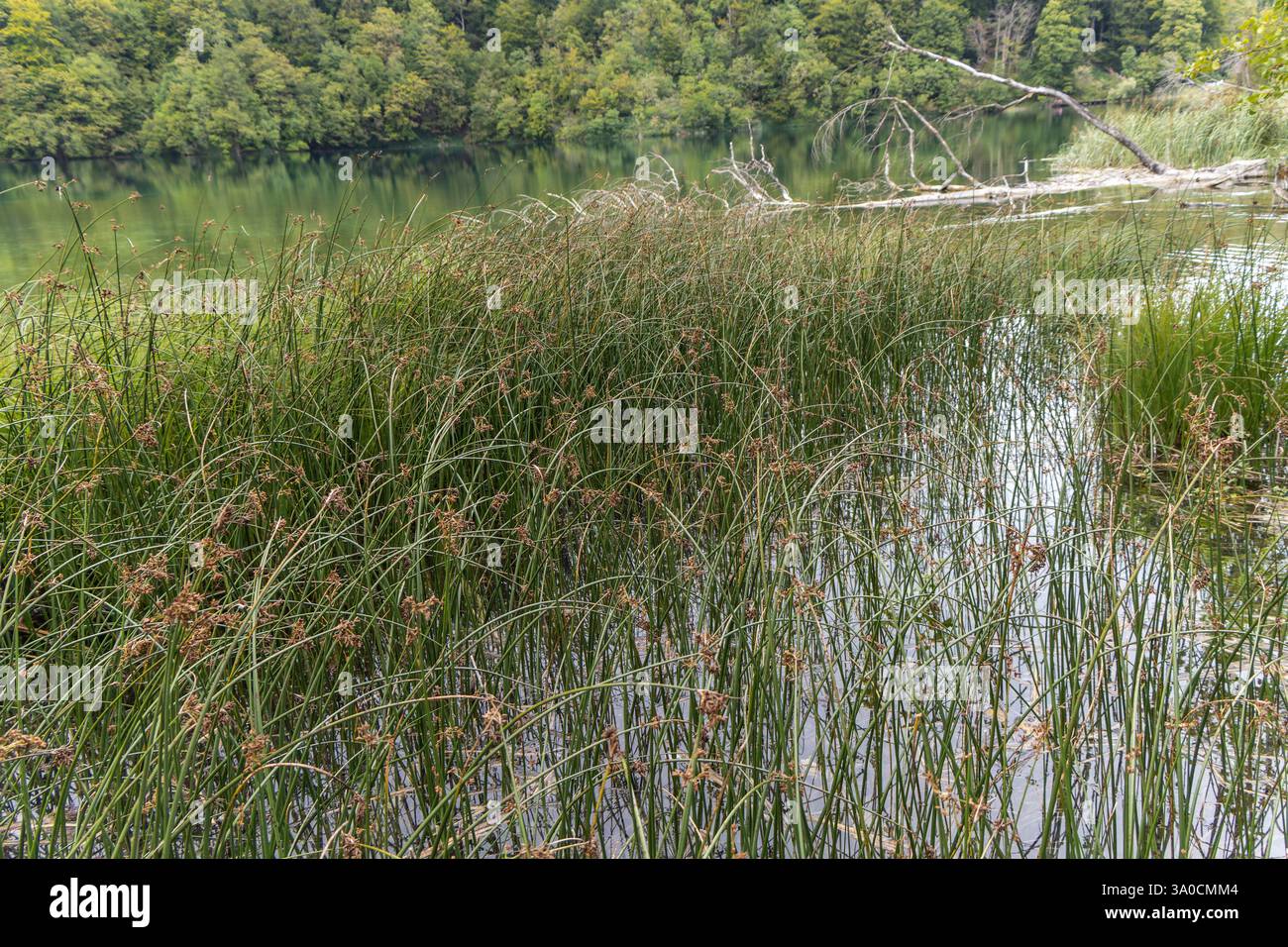 Il lago Milino Jezero del Parco Nazionale dei Laghi di Plitvice in Croazia nella regione di Lika. Plitvicka Jezera, patrimonio mondiale dell'UNESCO della Croazia. Foto Stock