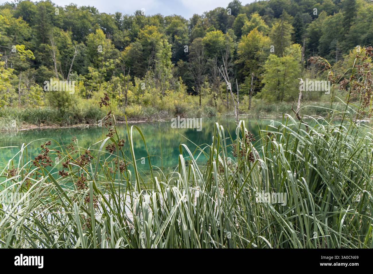 Il lago Milino Jezero del Parco Nazionale dei Laghi di Plitvice in Croazia nella regione di Lika. Plitvicka Jezera, patrimonio mondiale dell'UNESCO della Croazia. Foto Stock