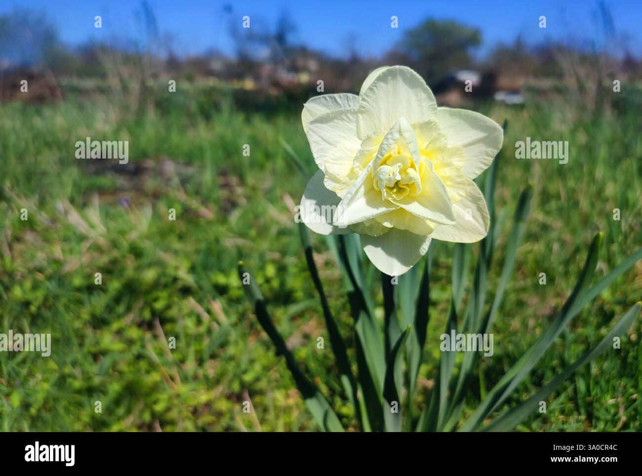 Un grande fiore di narciso bianco con grandi petali e stami che crescono in suolo nero in una fattoria del villaggio in una giornata di primavera soleggiata. Narcisi in fiore. Selezione. Bellissimo fiore di narciso varietale. Foto Stock