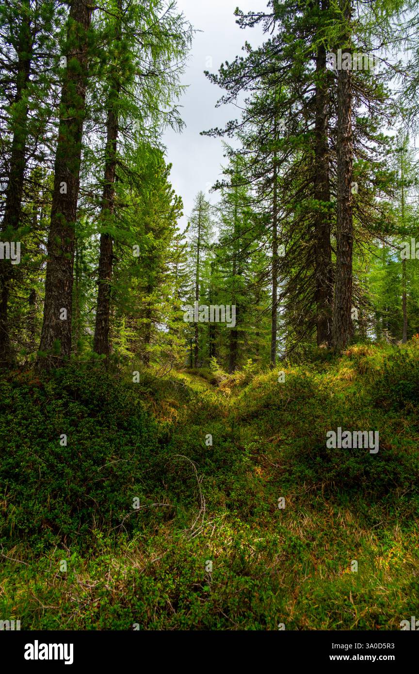 Boschi profondi nelle Dolomiti italiane (Dolomiti, Dolomiti). Un sentiero tranquillo si snoda tra alberi alti, erba lussureggiante e mirtilli selvatici, con lontane distanze Foto Stock