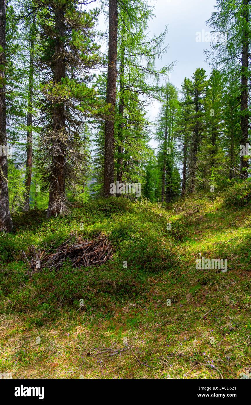 Boschi profondi nelle Dolomiti italiane (Dolomiti, Dolomiti). Un sentiero tranquillo si snoda tra alberi alti, erba lussureggiante e mirtilli selvatici, con lontane distanze Foto Stock