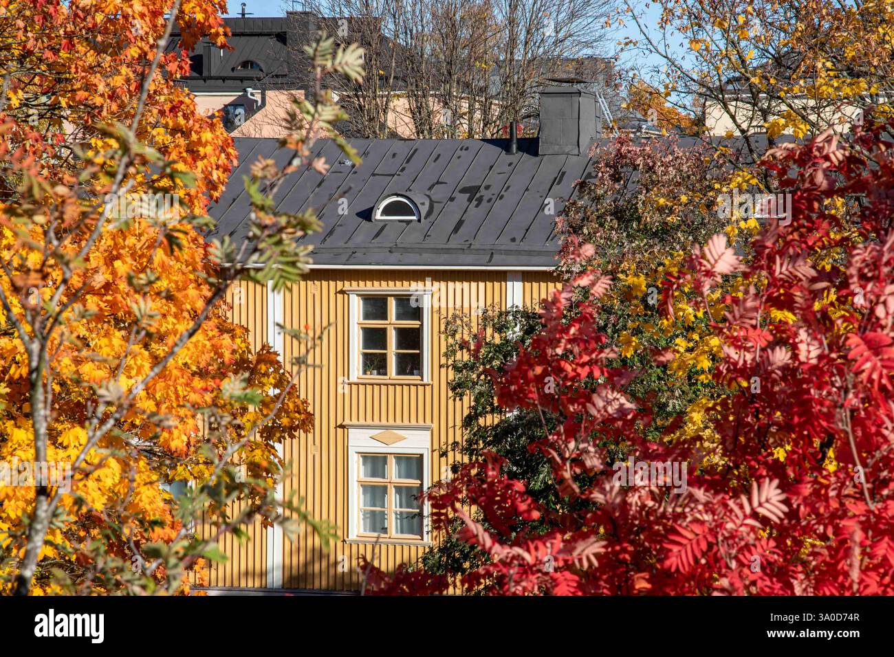 Foglie rosse e dorate incorniciano un edificio residenziale in legno nel quartiere Puu-Vallila di Helsinki, Finlandia Foto Stock
