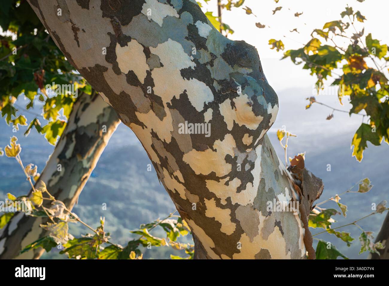 Corteccia mimetica di un albero di piano (Sycamore) Foto Stock