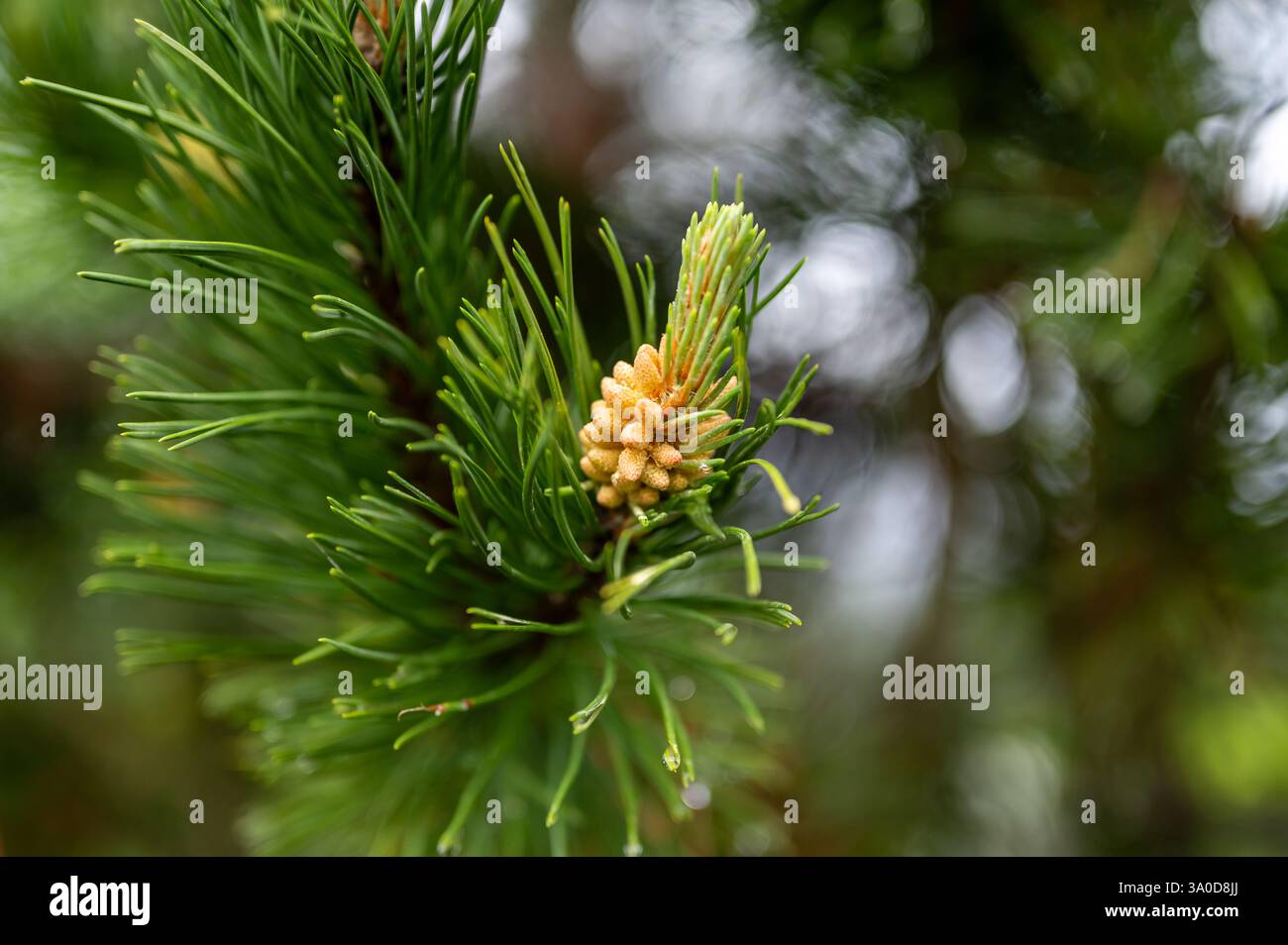 Primo piano di un fiore di pino, l'inizio delicato di un cono di pino. I dettagli intricati del fiore segnano l'inizio del processo della natura, presto a bec Foto Stock