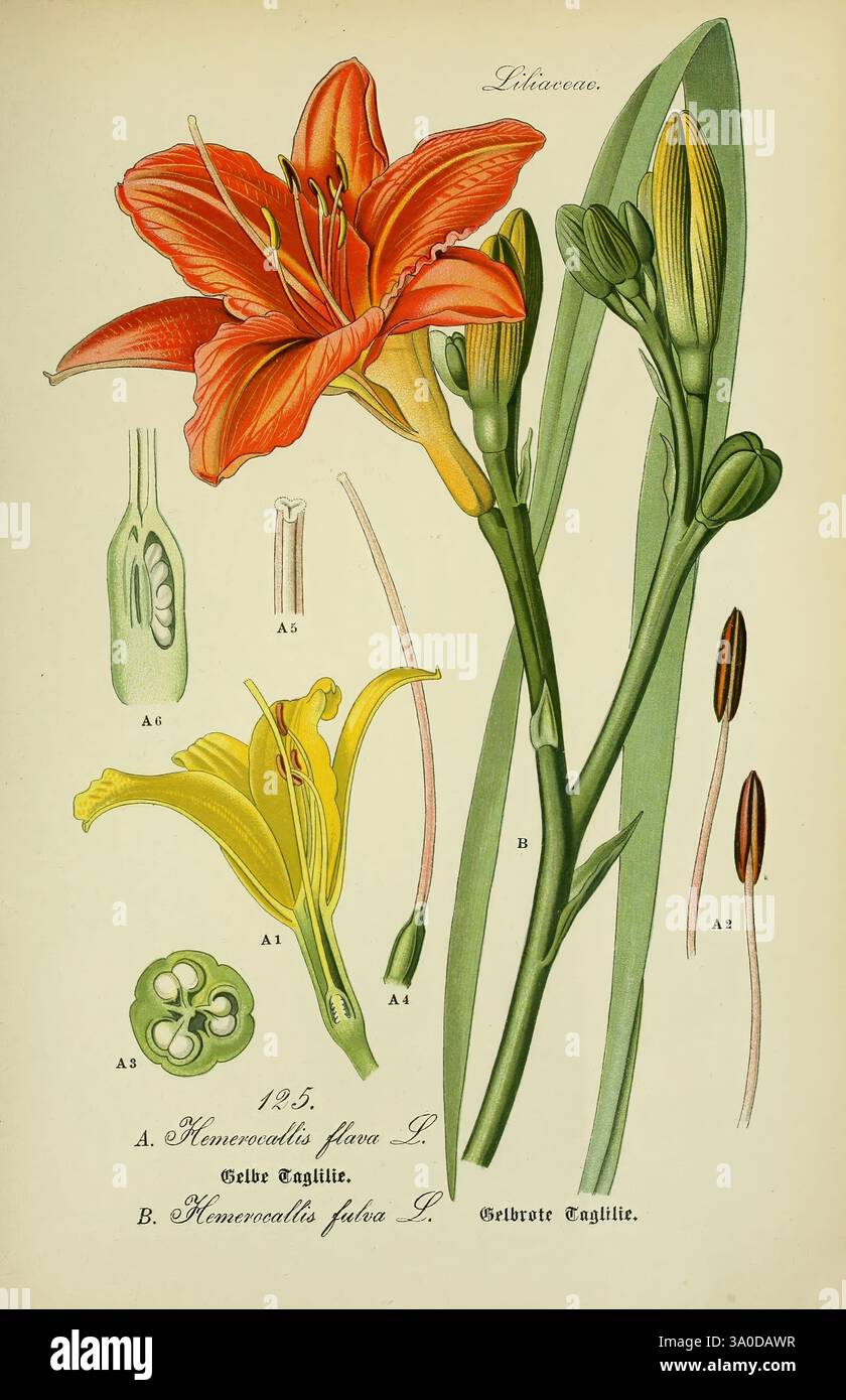 Flora von Deutschland, Österreich und der Schweiz, Gera, Zezschwitz, 1903-, piante, Germania, Austria, Svizzera, flora, Hemerocallis lililioasphodelus, Hemerocallis fulva, questa illustrazione presenta due varietà del fiore Hemerocallis, comunemente noto come gigli. Sulla sinistra, viene mostrata la vivace fioritura arancione di Hemerocallis flava, accompagnata da una dettagliata rappresentazione delle sue parti riproduttive e della struttura dei semi. Sulla destra, Hemerocallis fulva è rappresentato con i suoi boccioli e foglie, sottolineando la forma elegante della pianta. La composizione evidenzia i dettagli intricati di ogni flusso Foto Stock