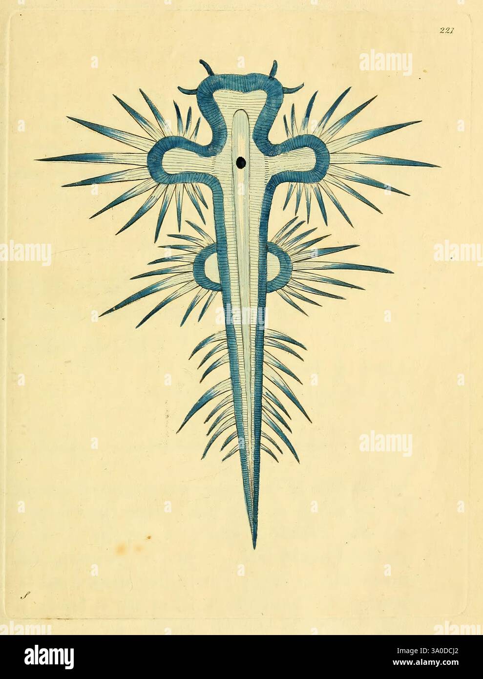 Descrizioni e illustrazioni di molluschi, molluschi, opere pittoriche, l'opera d'arte presenta un design sorprendente di una snella figura simile a una spada allungata al centro, fiancheggiata da intricati abbellimenti. La lama ha una forma elegante e affusolata, mentre l'elica ha un'esclusiva configurazione a croce. Intorno alla spada sono presenti elementi ornamentali e sfumati che si irradiano verso l'esterno, somiglianti a fiamme o petali stilizzati, aggiungendo un senso di dinamismo ed energia alla composizione. La tavolozza dei colori è una miscela armoniosa di sfumature contrastanti che esaltano l'impatto visivo di questa accattivante Foto Stock