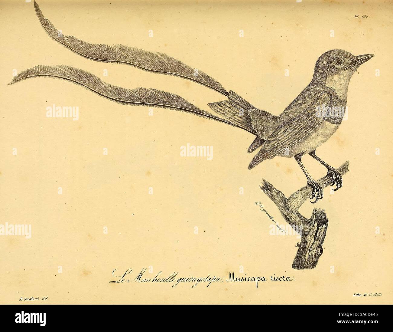 La galerie des oiseaux Paris Carpentier-Méricourt 1834 uccelli opere pittoriche, Un uccello splendidamente illustrato appollaiato su un ramo sottile, che mostra dettagli intricati delle sue piume e caratteristiche. L'uccello, identificato come Muscicapa viridis, è raffigurato con delicate piume di coda allungate che si estendono elegantemente verso l'esterno. Il suo corpo mostra una sfumatura sottile di ombreggiatura, evidenziando la texture del suo piumaggio. La composizione cattura la grazia e l'eleganza di questa specie, enfatizzando la sua bellezza naturale in una posa serena. Lo sfondo è minimo, permettendo alla concentrazione di rimanere sull'uccello, enhanc Foto Stock