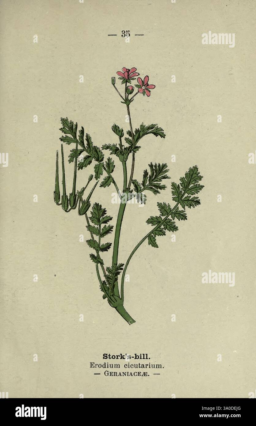 Fioriscono vialetti e boschi Londra F. Warne 1895 Gran Bretagna identificazione fiori selvatici Botany Erodium Cicutarium, Un'illustrazione botanica che raffigura il becco della cicogna (Erodium cicutarium), con i suoi delicati fiori rosa e le foglie verdi finemente divise. La pianta è presentata con una rappresentazione dettagliata della sua struttura, compresi i baccelli di semi allungati caratteristici della specie. La classificazione scientifica è nota in fondo, indicando la sua famiglia, Geraniaceae. La composizione mette in risalto l'intricata bellezza delle caratteristiche della pianta, enfatizzando sia il suo floreale che il folia Foto Stock