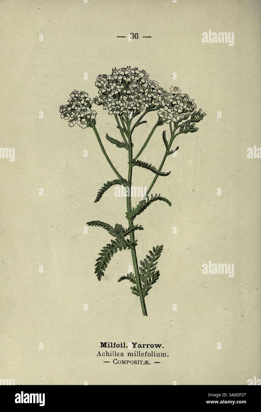 Wayside e Boodland Blossoms, Londra, F. Warne, 1895, Gran Bretagna, fiori selvatici, identificazione, botanica, Achillea millefolium, un'illustrazione raffigurante la pianta di Yarrow, scientificamente conosciuta come Achillea millefolium. Il disegno mostra il sottile stelo della pianta adornato da delicati ammassi di piccoli fiori bianchi in cima. Le foglie, finemente divise e piume, si estendono lungo il gambo, sottolineando l'intricata struttura della pianta. Sotto l'illustrazione, il nome comune "Millefoil". Yarrow." E la classificazione scientifica è fornita, insieme all'indicazione della sua famiglia, composi Foto Stock