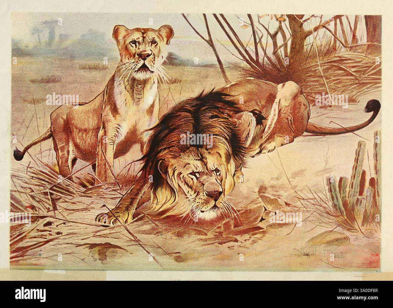 Brehm's Life of Animals, volume 1, Mammalia Chicago, Marquis, 1895. I mammiferi comportamentali Panthera leo Lion Lig, Un leone e una leonessa sono raffigurati nel loro habitat naturale, con il leone accovacciato a terra, mostrando il suo potente fisico e la sua maestosa criniera. La leonessa si trova nelle vicinanze, con un aspetto vigile e vigile, e la sua espressione trasmette forza e grazia. Intorno a loro si trova un paesaggio asciutto caratterizzato da vegetazione sparsa e alberi lontani, che suggeriscono un terreno caldo e aperto tipico del loro ambiente. L'interazione di colori mette in risalto la ricca pelliccia dei leoni e i toni terrosi del Foto Stock
