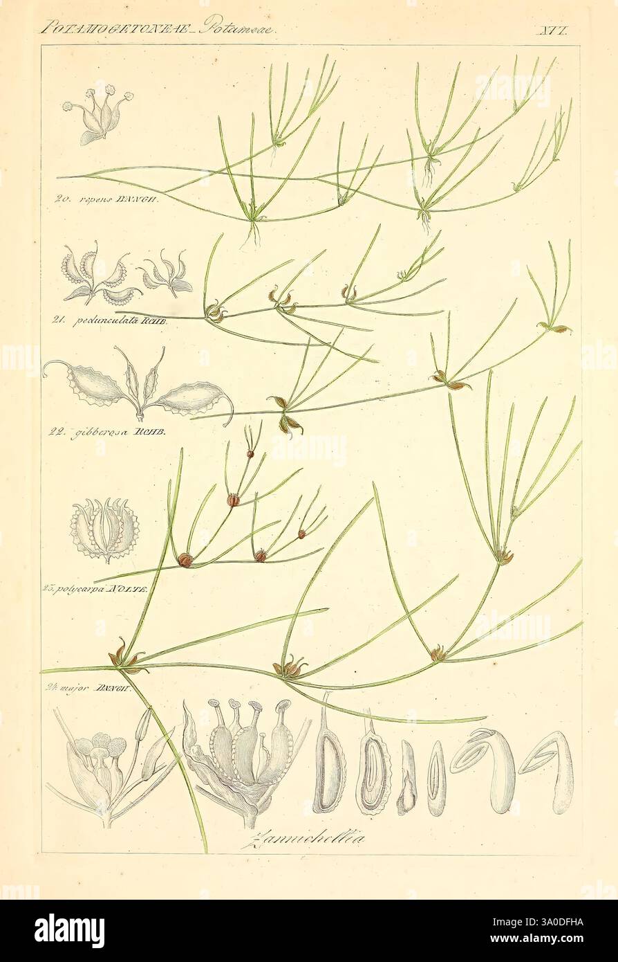 Icones florae Germanicae et Helveticae, simul Pedemontanae, Tirolensis, Istriacae, Dalmaticae, Austriacae, Hungaricae, Transylvanicae, Moravicae, Borussicae, Holsaticae, Belgicae, Hollandicae, ergo Mediae Europae. Lipsiae, F. Hofmeister 1834-1912. [v. 1, 1850], Europa, opere pittoriche, piante, questa illustrazione presenta uno studio dettagliato di vari esemplari botanici. Vengono visualizzati più campioni, mostrando strutture e forme uniche. La sezione superiore mostra foglie o steli allungati, simili a fili, con dettagli delicati che catturano le loro complessità botaniche. Le sezioni successive si Foto Stock