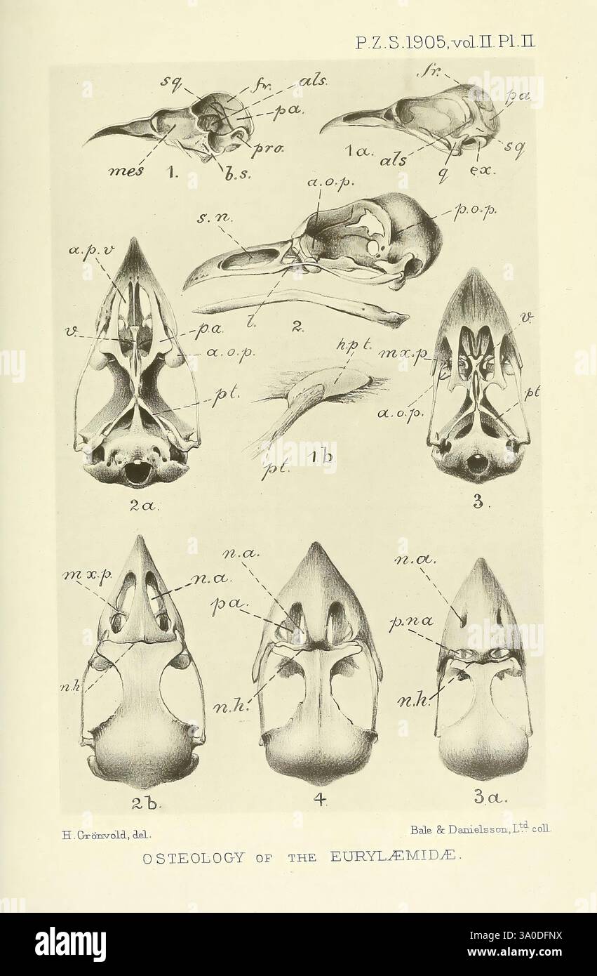 Proceedings of the Zoological Society of London, London, Academic Press Periodicals, zoologia, ossa, una serie di dettagliate illustrazioni anatomiche che raffigurano vari aspetti dei crani degli eurylaemidi, un gruppo di uccelli noti come bambole. Le illustrazioni mostrano diversi punti di vista e aspetti, tra cui prospettive dorsali, laterali e ventrali. Ogni figura è etichettata con una terminologia anatomica specifica, evidenziando caratteristiche come la mascella, la mandibola e varie ossa craniche. Le annotazioni accademiche indicano un focus sulla struttura osteologica, fornendo informazioni sul morfol Foto Stock