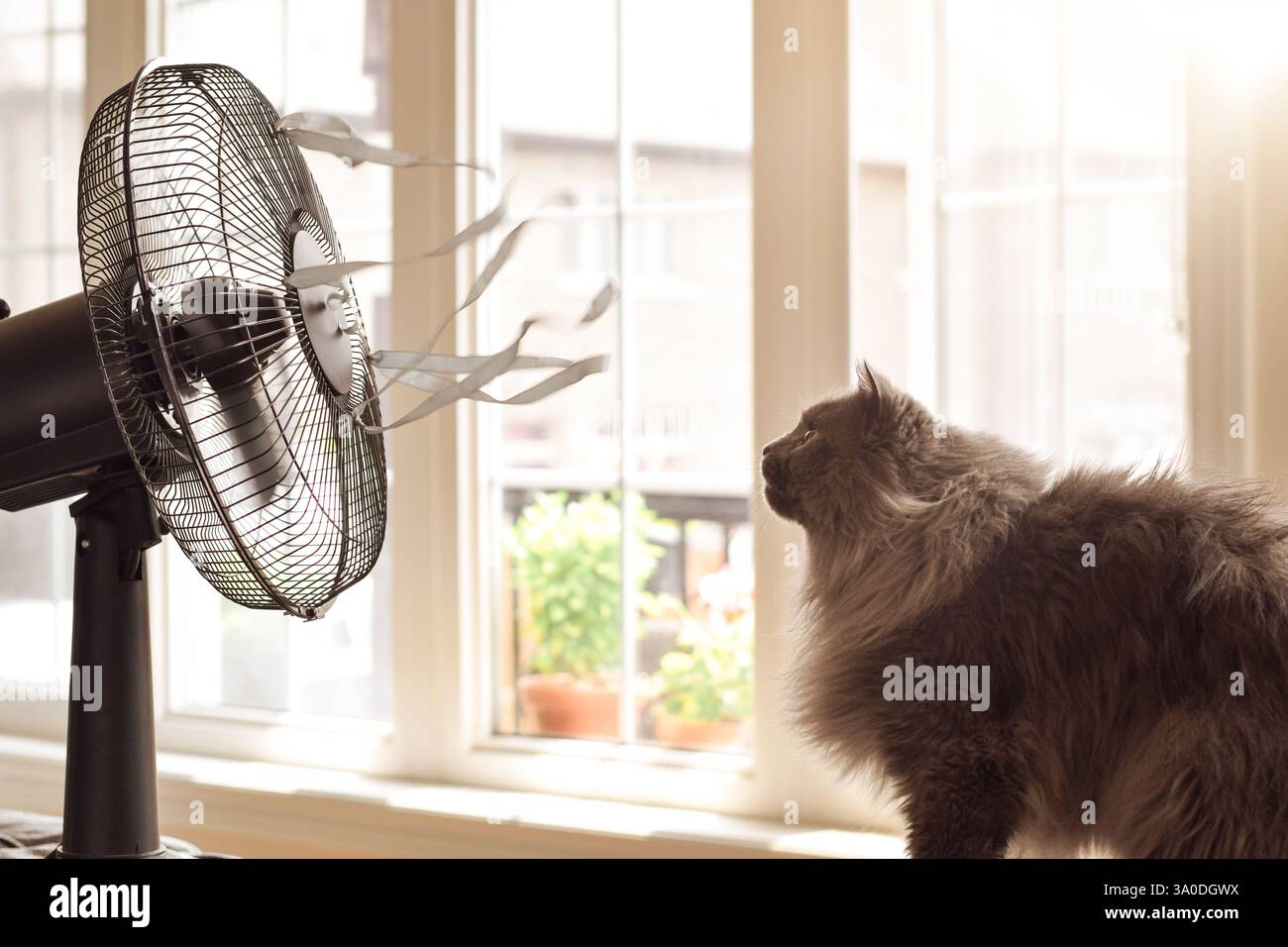 Simpatico gatto che guarda la ventola di raffreddamento con nastri soffianti in una calda giornata estiva Foto Stock