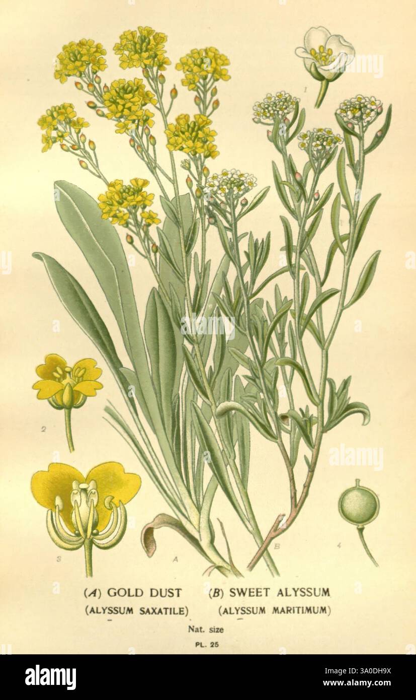 Favourite Flowers of Garden and Greenhouse, London and New York, Frederick Warne & Co, 1896-97, Francia, XIX secolo, Icônes, floricoltura, cromolitografia, Lobularia Maritima, Plants Ornamental, Aurinia Saxatilis, Argenr, questa dettagliata illustrazione botanica mostra due varietà di alyssum. Sulla sinistra, etichettata come polvere d'oro (Alyssum saxatile), presenta ammassi di fiori gialli luminosi e foglie verdi allungate. Sulla destra, conosciuta come Sweet Alyssum (Alyssum maritimum), mostra delicati fiori bianchi accanto alle sue foglie verdi arrotondate. Sotto le illustrazioni principali, gli schizzi più piccoli sono alti Foto Stock
