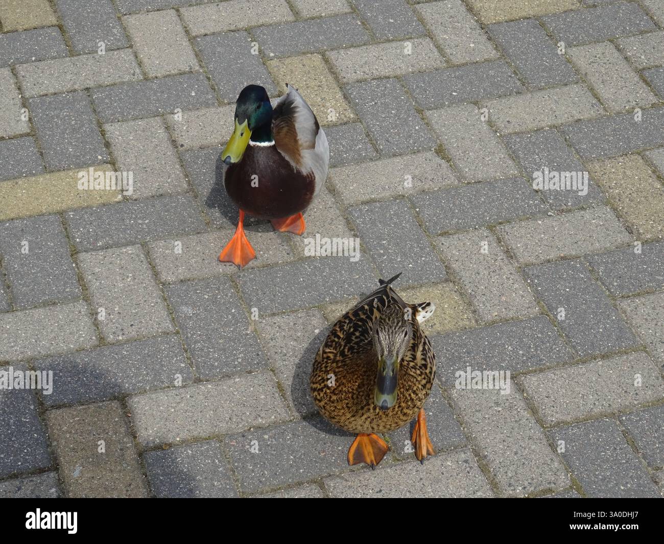 due anatre che camminano sul marciapiede Foto Stock