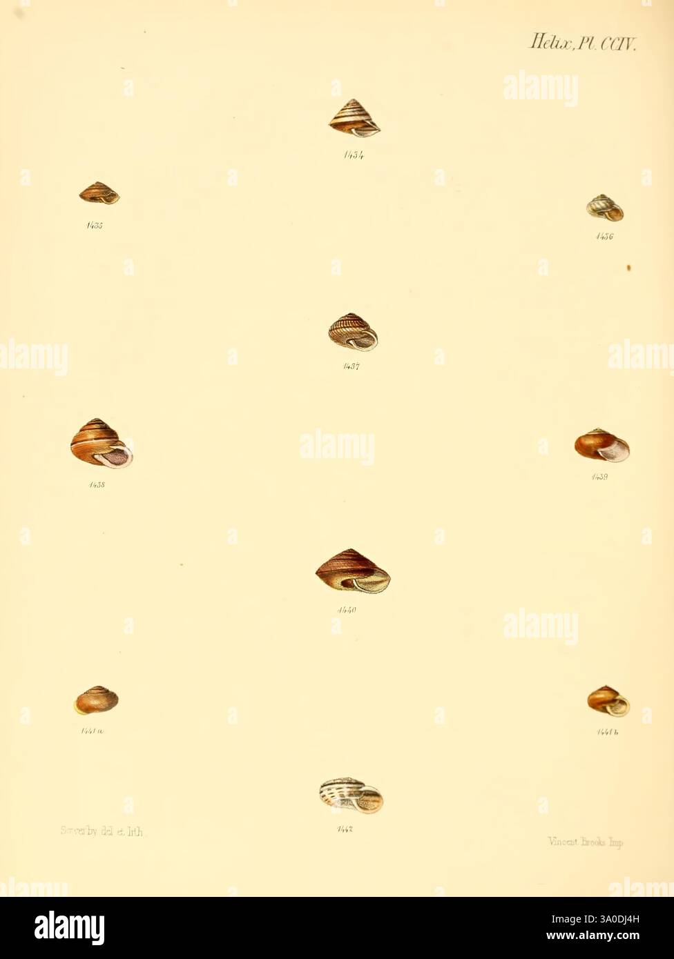 Conchologia iconica, o Illustrations of the Shells of Molluscous Animals London, Reeve Brothers, 1843-1878. Molluschi, opere pittoriche, conchiglie, l'illustrazione mostra una collezione di varie specie di conchiglie, ciascuna etichettata con un identificatore unico. Disposte in un layout sistematico, le conchiglie presentano una serie di forme e pattern, evidenziandone le caratteristiche distinte. La riga superiore visualizza tre shell con superfici lisce e colori delicati, mentre le file successive presentano shell più grandi e con motivi più complessi, che presentano una varietà di disegni naturali. Ogni campione è minuziosamente deta Foto Stock