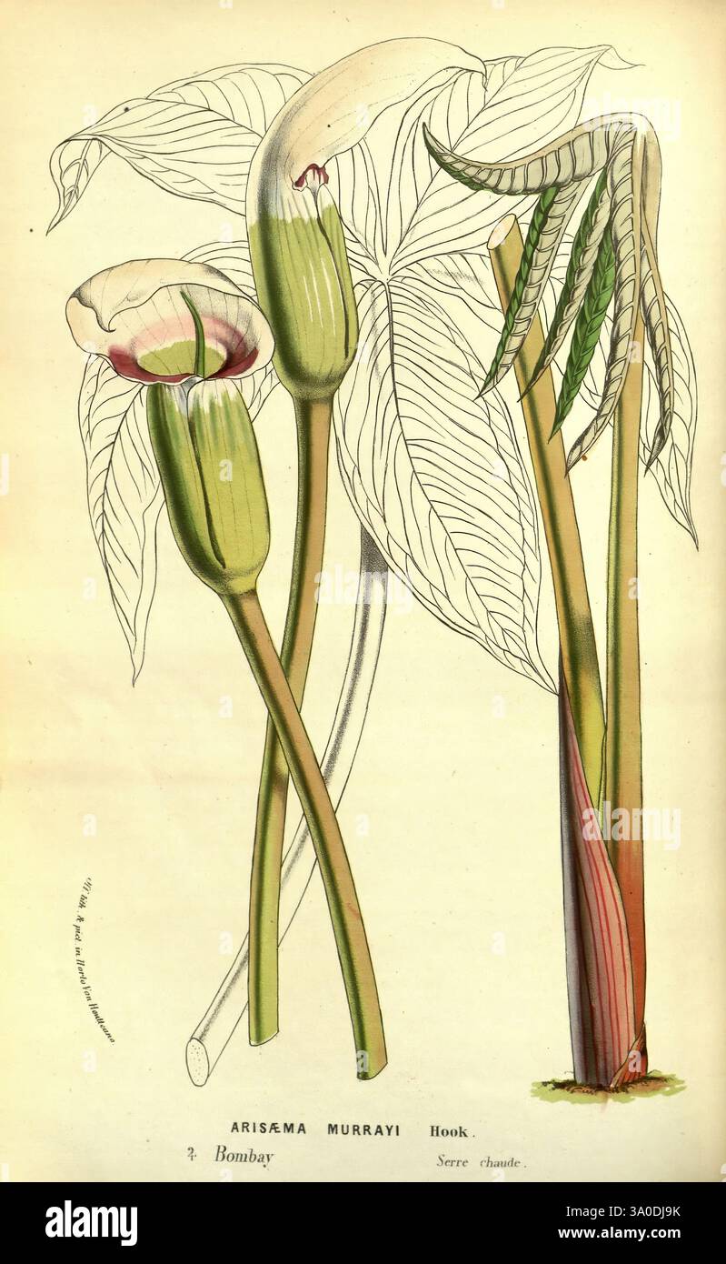 Flore des serres et des jardins de l'Europe A Gand, chez Louis van Houtte, éditeur, 1845-1880, questa illustrazione mostra la pianta *Arisaema murrayi*, che mostra la sua caratteristica struttura fiorita e le foglie. La pianta mostra una spazia prominente, che è verde con accenni di viola, e una spadix che emerge elegantemente dalla sua base. A fianco sono raffigurati ammassi di grandi foglie allungate, caratterizzati da forme larghe e palmate e da intricati motivi venosi. La composizione enfatizza la morfologia unica della pianta e i colori vivaci, evidenziando il suo fascino tropicale e la botanica Foto Stock