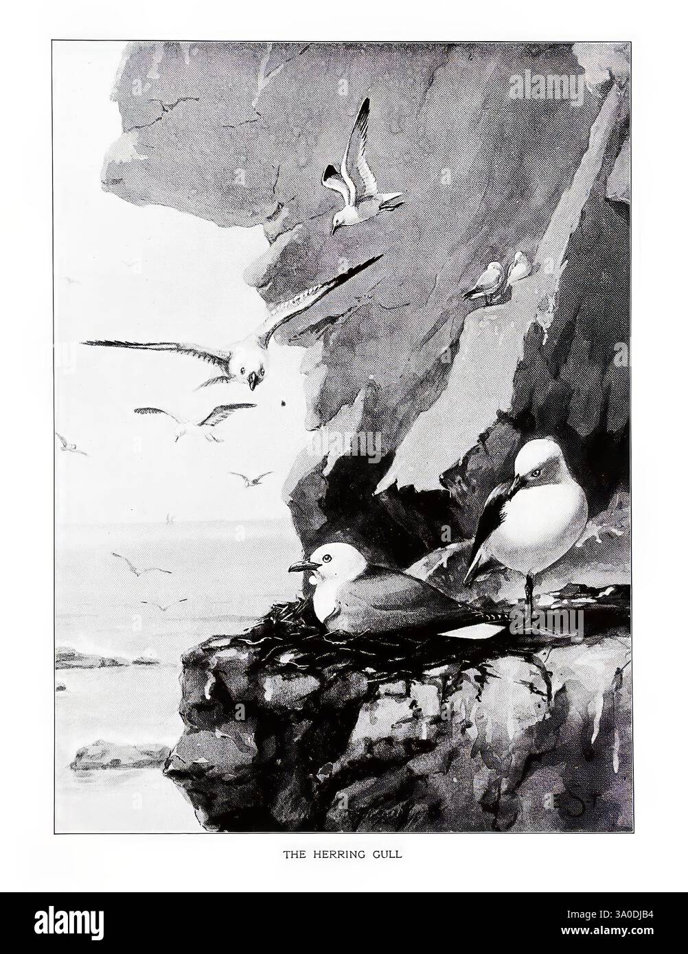 Ritratti di uccelli, Boston, Ginn & Company, 1901, uccelli, Gull di aringa americano, Larus smithsonianus, la scena raffigura un paesaggio costiero roccioso in cui sono presenti in modo prominente due gabbiani di aringhe. Un gabbiano è arroccato su un affioramento scosceso, guardando verso il mare, mentre un altro si alza nelle vicinanze, forse a metà volo. I soggetti principali sono circondati da gabbiani aggiuntivi, che aggiungono un senso di attività e di vita all'ambiente costiero. Le aspre scogliere offrono uno sfondo suggestivo, mentre l'acqua tranquilla sottostante riflette l'atmosfera serena ma dinamica della spiaggia. La composizione acquisisce il valore Foto Stock