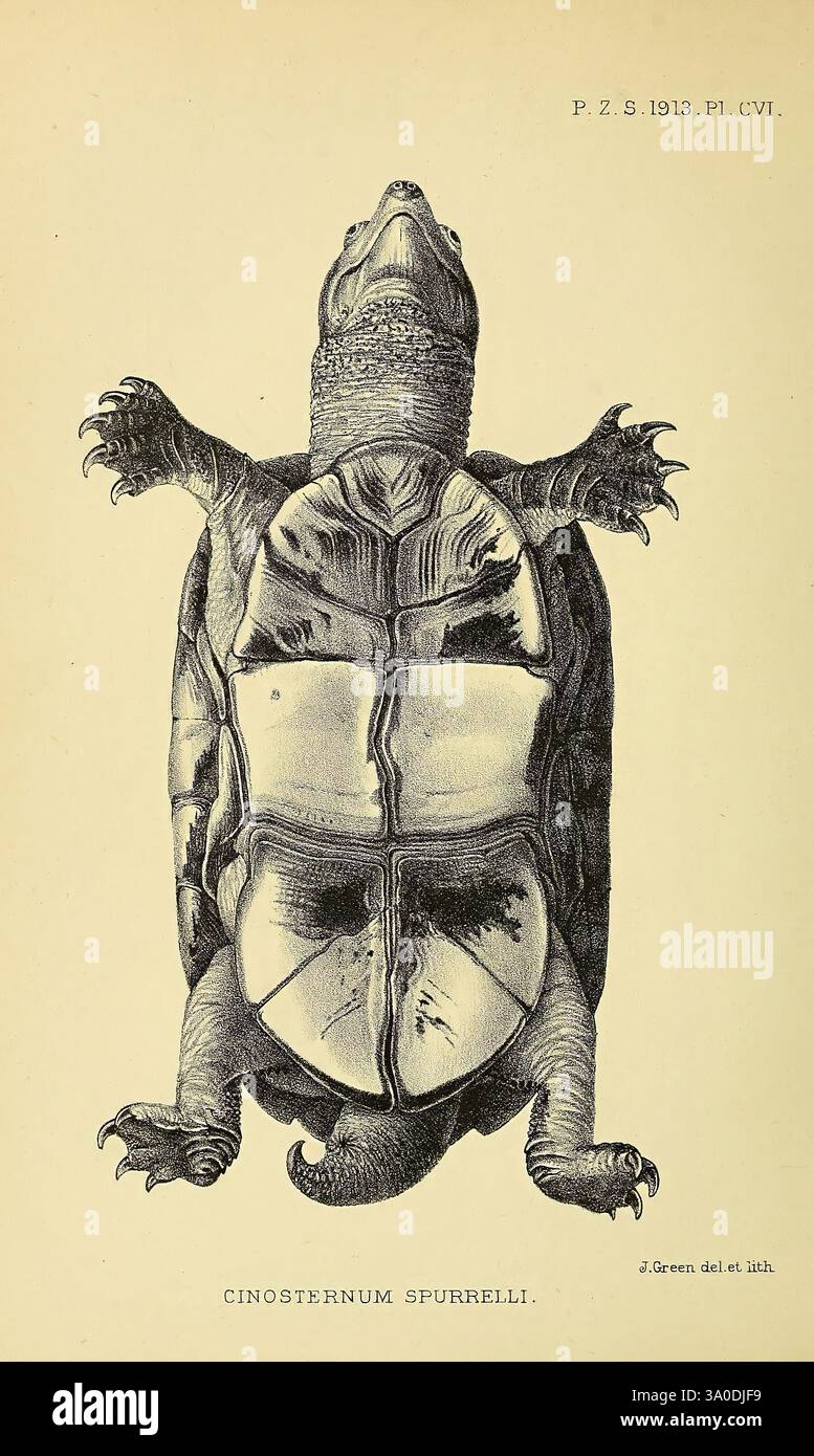 Proceedings of the Zoological Society of London, London, Academic Press Periodicals, Zoology, Turtles, un'illustrazione dettagliata di una specie di tartaruga, che mostra le sue caratteristiche peculiari da una prospettiva dall'alto verso il basso. Il disegno evidenzia gli intricati motivi dello shell, sottolineandone la struttura ossea e la consistenza. Gli arti sono posizionati verso l'esterno, mostrando la forma unica dei piedi e degli artigli. Sotto l'illustrazione è inciso il nome scientifico "Cinosternum spurrelli", che indica la specie. Il merito dell'artista, "J. Green del. et lith.,” è anche incluso, contribuendo all’immagine Foto Stock